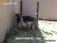 An amateur lady was shackled outside as animals investigated her.
